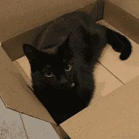 翻转的盒子里的猫