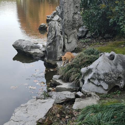 北冥养条鱼于2022-11-28 07:26发布的图片