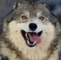 简直丧心病狂！一群程序员攀比看谁的设计更蠢