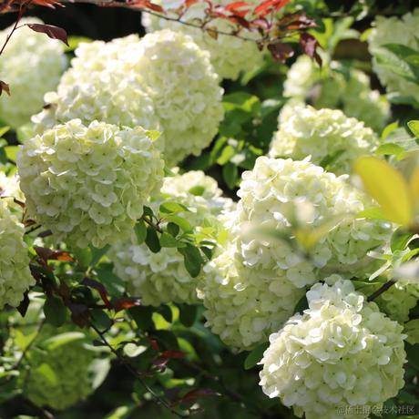 猪鼻小向晚于2023-06-19 07:17发布的图片