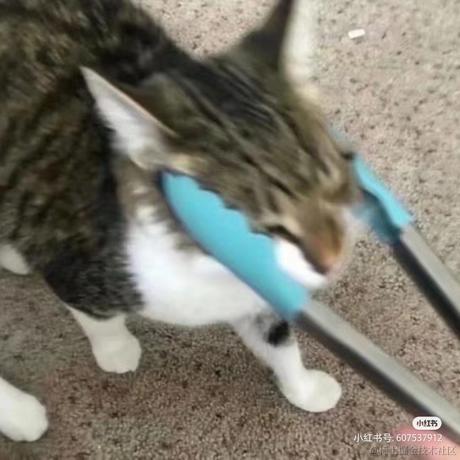 嘉然今晚吃乃贝_于2023-06-29 21:54发布的图片