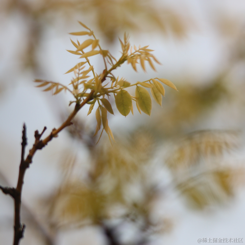 红毛丹于2023-01-13 15:07发布的图片