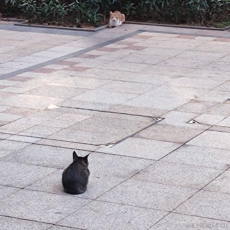 地狱拖拉机于2022-11-18 07:38发布的图片