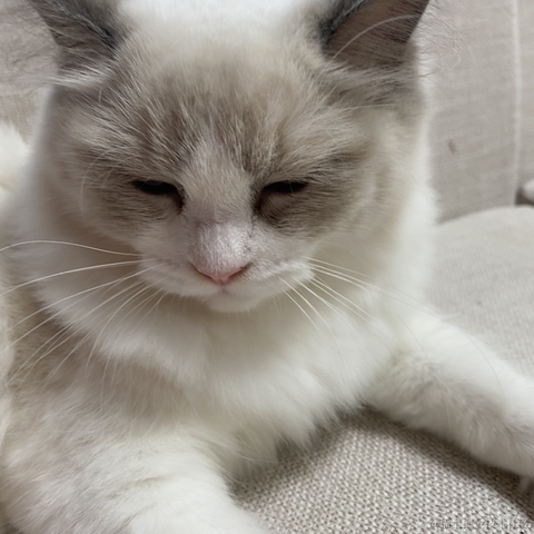 岛民小强于2021-10-21 17:40发布的图片