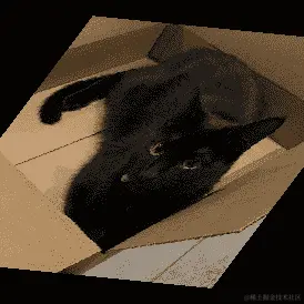 旋转角度为 10 度和剪切为 50 的 RandomAffine