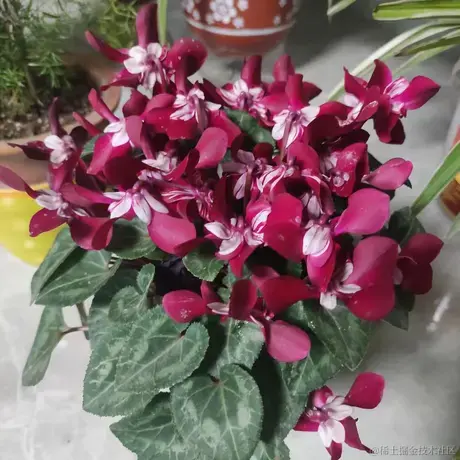 贝拉拉BELLA于2022-11-23 12:21发布的图片