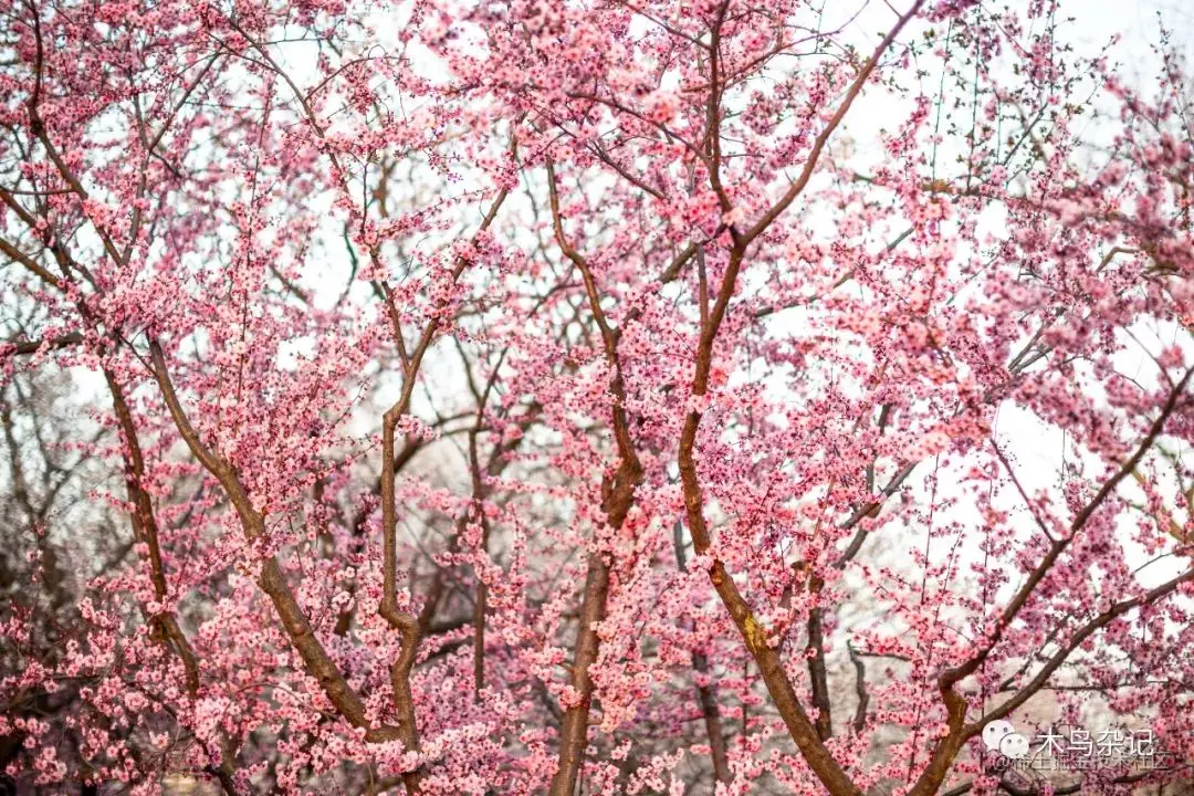 金色夕阳沐浴下的梅花锦簇，摄于明城墙遗址公园