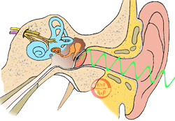 cochlear vibration