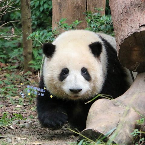 Ricardo_M_Eric于2023-05-26 10:34发布的图片