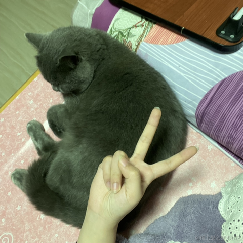 钮钴禄仙贝于2022-12-02 20:45发布的图片