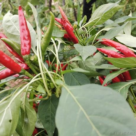 AAA可盖香蕉批发于2022-10-08 10:19发布的图片