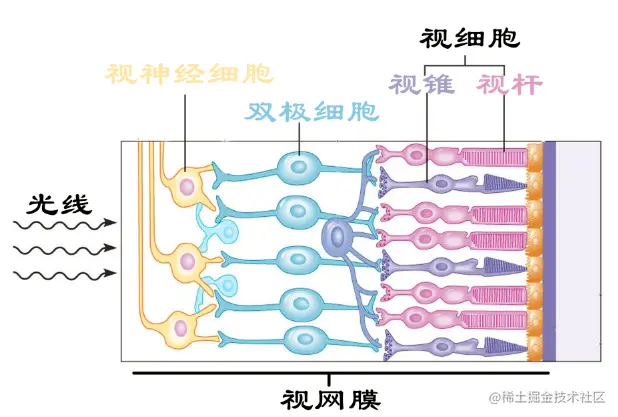 视网膜