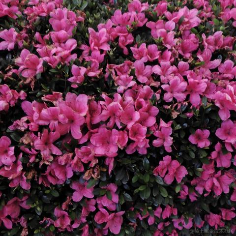 尼古拉斯阿柴于2023-05-26 21:32发布的图片