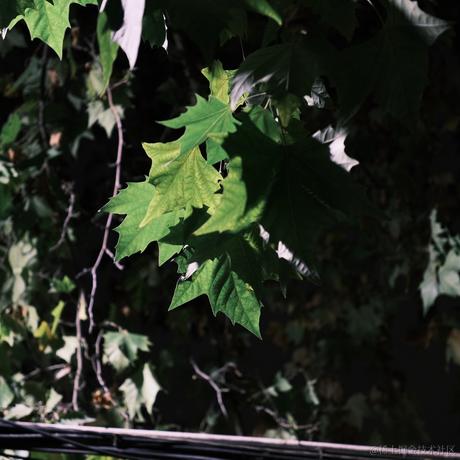 瞌睡柴于2022-11-30 10:51发布的图片