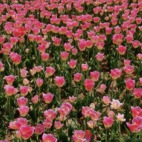 wen622于2023-04-01 22:44发布的图片