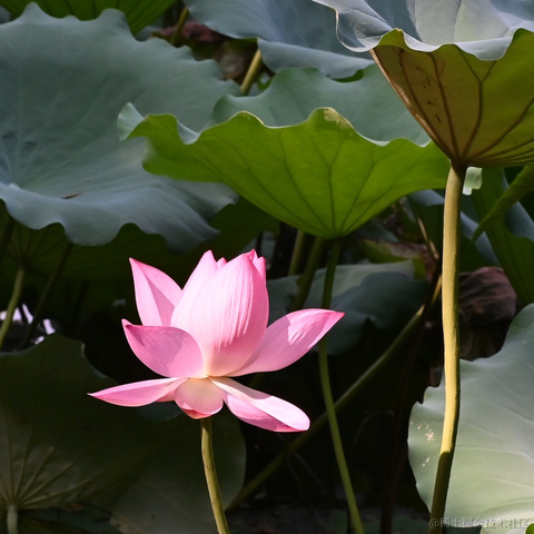 半夏1024于2023-07-17 09:18发布的图片