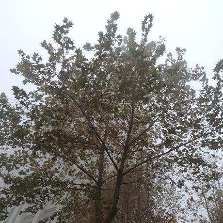 嘉然小姐的白狗子于2022-11-20 08:20发布的图片