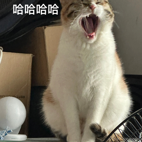 布丁是只猫于2024-06-23 10:57发布的图片
