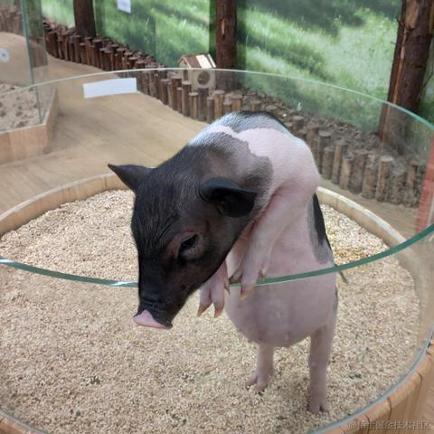 HZ388于2023-04-13 01:24发布的图片