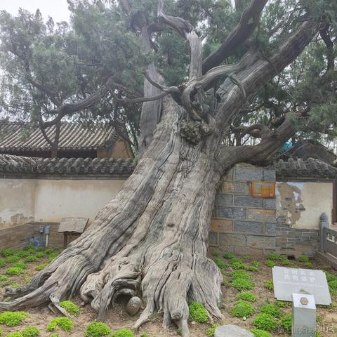 爱吃荆芥于2023-03-27 02:05发布的图片