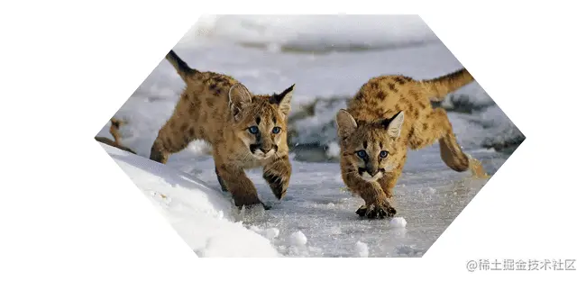 Snow Leopards With Shifting Shapes