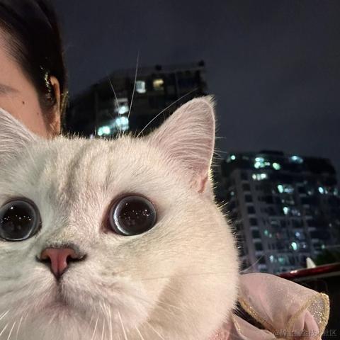 阿狸小白于2023-06-05 11:31发布的图片