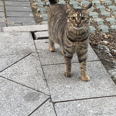海猫与海豹于2022-11-23 17:32发布的图片