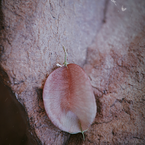 红毛丹于2022-09-18 22:38发布的图片