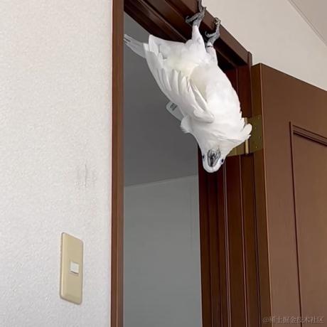 维吉尔的椅子于2022-12-02 16:26发布的图片