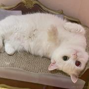 kkchan的个人资料头像