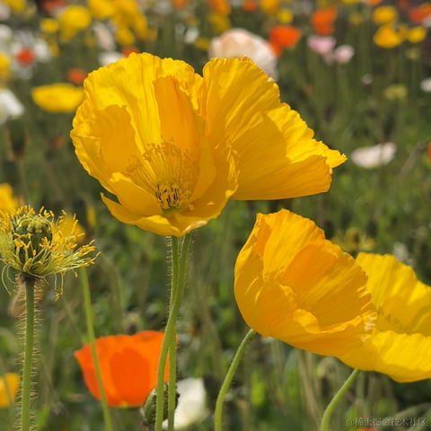 安酱于2023-04-22 09:21发布的图片