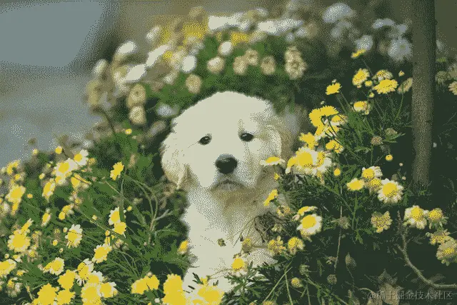 花园里的小狗的图片