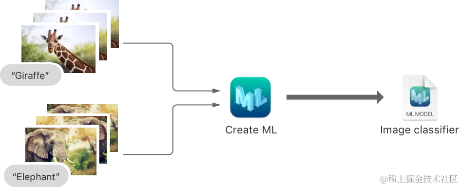 显示动物图像进入 Create ML 的流程图，然后生成图像分类器 Core ML 模型文件。