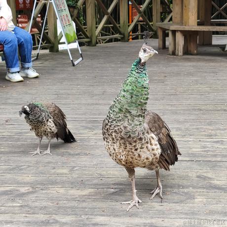 嫩牛啊于2024-05-21 13:11发布的图片