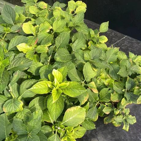 掘金齐天大圣于2023-05-15 20:22发布的图片