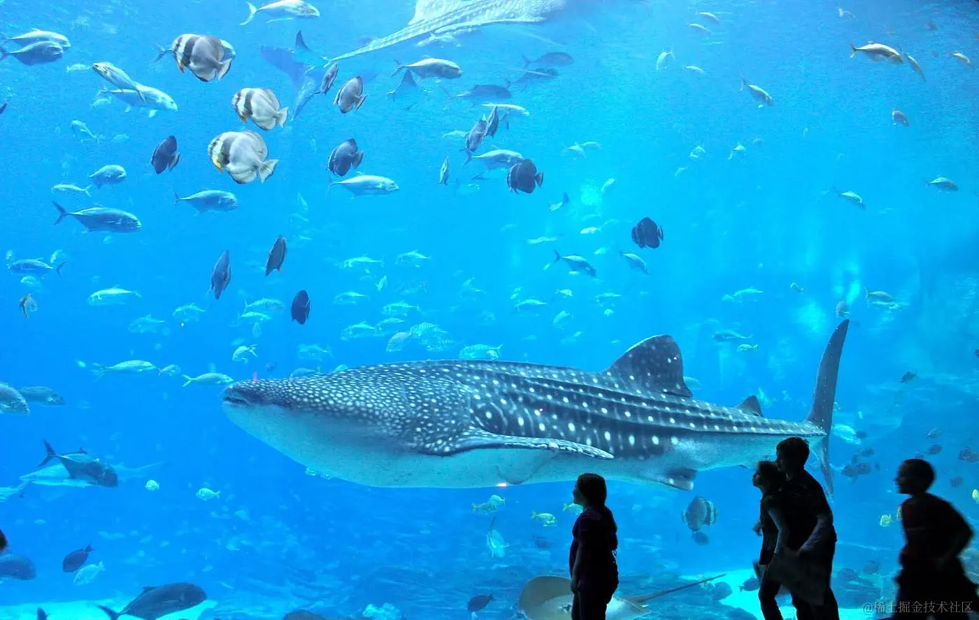 珊瑚鱼和鲸鲨共用的鱼缸(佐治亚州水族馆)
