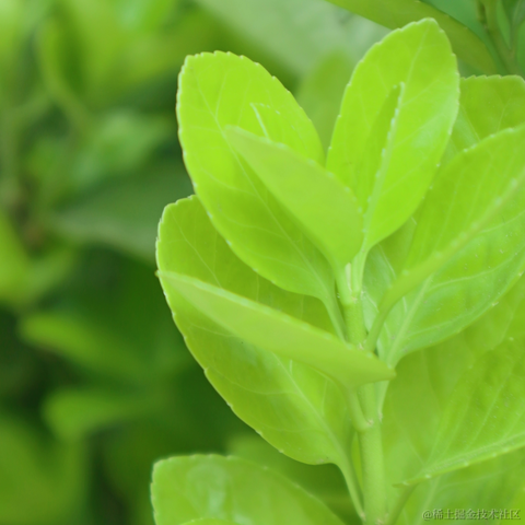 红毛丹于2022-03-21 13:43发布的图片