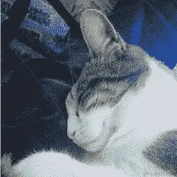 自动生成的文本描述
