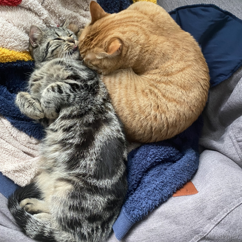 avavaava于2022-11-25 02:36发布的图片