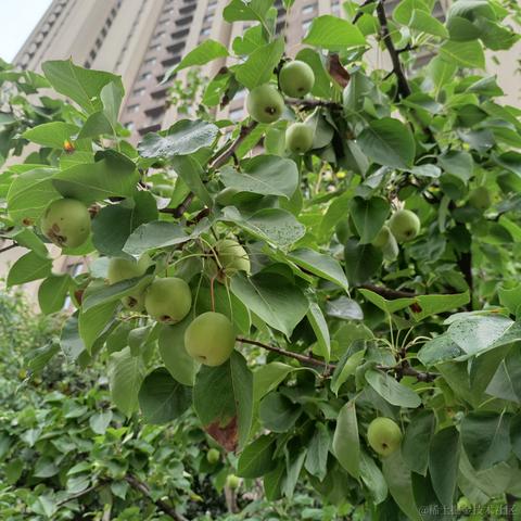 爱吃荆芥于2021-06-17 11:42发布的图片