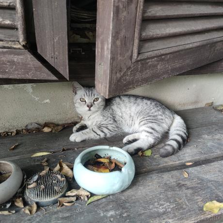 XKirsch于2022-11-12 18:39发布的图片