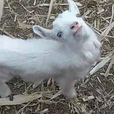 太行山上的一棵百蓝根于2023-04-01 19:20发布的图片