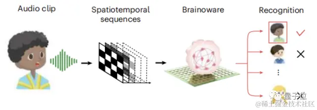 用活人脑细胞造AI系统！语音识别已成功，可无监督学习｜Nature子刊