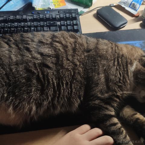 KuuBee于2020-08-11 13:40发布的图片