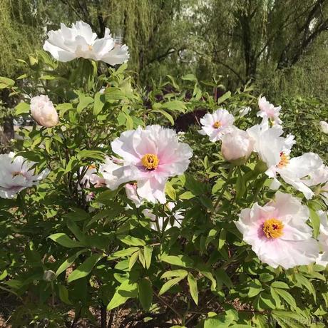 小天才617于2023-04-01 13:29发布的图片