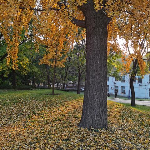 叮咚咚咚于2022-10-25 23:05发布的图片