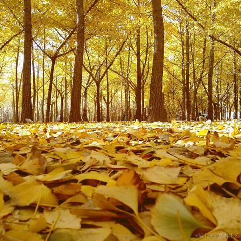 尚影嫣于2022-11-09 16:54发布的图片