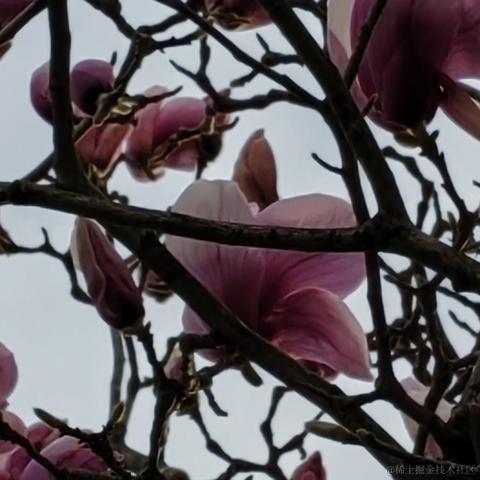 Alice张于2023-04-12 22:26发布的图片