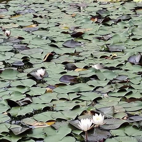 四面游鳞于2022-11-24 10:09发布的图片