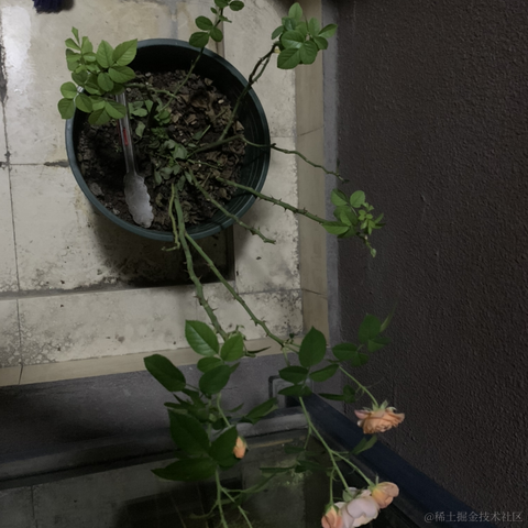 SloppyJack于2021-07-09 22:19发布的图片